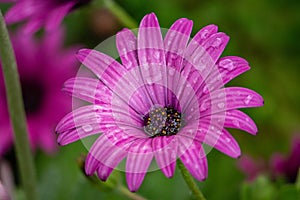 A Pink/purple daisy after rain