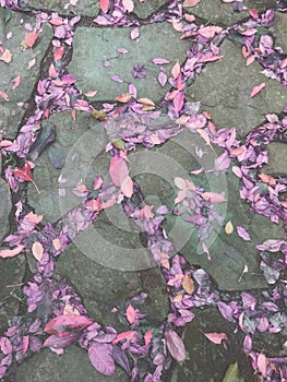 Pink purple fallen leaves filled with stone slate gaps