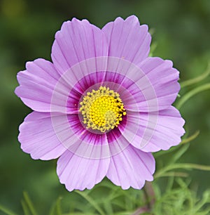 Pink and purple flower