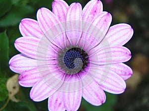 Pink/purple flower