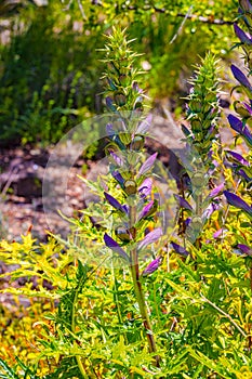 PiNk, purple flower. Acanthus specie. Bearâ€™s breeches From UC Berkeley botanical garden.