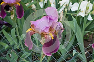 Pink and purple flower of bearded iris