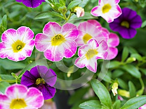 Pink-purple flower Calibrachoa petunia Million bells ,Trailing petunia ,Superbells ,seashore smaller flowers