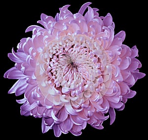 Pink-purple flower chrysanthemum isolated on black background. For design. Clearer focus. Closeup.