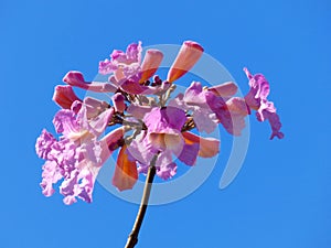 Pink/purple flower. Cloudless sky at the background