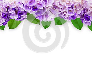 Pink purple flower garlic vine with leaves frame isolated on white background with clipping path