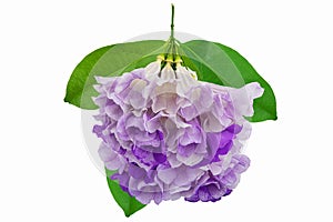 Pink purple flower garlic vine with leaves isolated on white background with clipping path