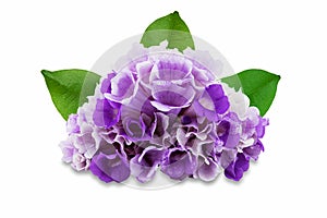 Pink purple flower garlic vine with leaves isolated on white background with clipping path