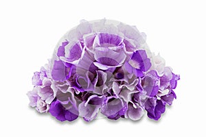 Pink purple flower mansoa alliacea or garlic vine isolated on white background