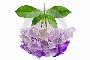 Pink purple flower mansoa alliacea or garlic vine with leaves isolated on white background