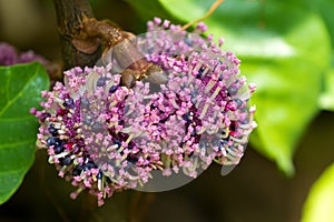 Pink purple flower of Poikilospermum suaveolens Blume Merr