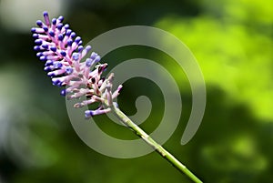 Pink and purple flower on a stem