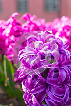 Pink and purple flowering hyacinth bulbs in the garden
