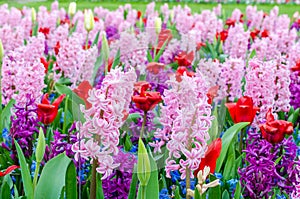 Pink and purple flowering hyacinth bulbs in the garden of Keukenhof, Netherlands.