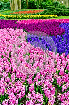 Pink and purple flowering hyacinth bulbs in the garden of Keukenhof, Netherlands