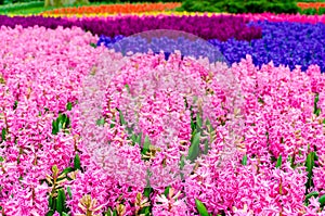 Pink and purple flowering hyacinth bulbs in the garden of Keukenhof, Netherlands