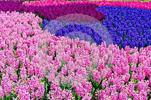 Pink and purple flowering hyacinth bulbs in the garden of Keukenhof, Netherlands