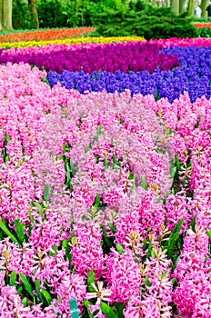 Pink and purple flowering hyacinth bulbs in the garden of Keukenhof, Netherlands
