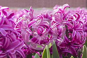 Pink and purple flowering hyacinth bulbs in the garden