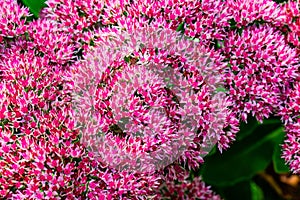 Pink purple flowering plant, stonecrop, sedum