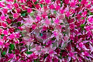 Pink purple flowering plant, stonecrop, sedum