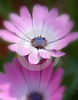 Pink/Purple flowers