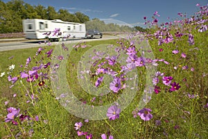 Pink and purple flowers blooming along interstate highway as trailer drives by