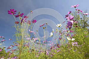 Pink and purple flowers blooming along interstate highway in SC