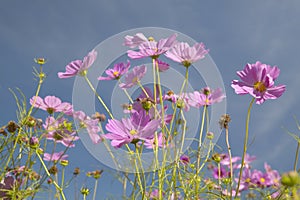 Pink and purple flowers blooming along interstate highway in SC