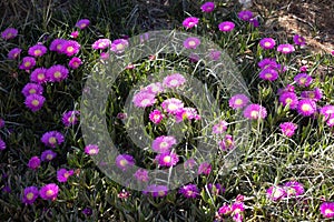 Pink purple flowers of Carpobrotus acinaciformis