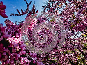 Pink-purple flowers of Chinese Cercis lat. Cercis chinensis.