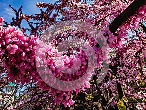 Pink-purple flowers of Chinese Cercis in spring afternoon.