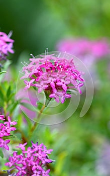 Pink and purple flowers of the Deep Dream cultivar of the Rose Banjine rice flower, Pimelea rosea