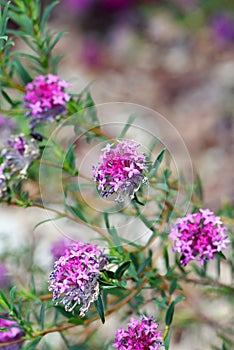Pink and purple flowers of the Deep Dream cultivar of the Rose Banjine rice flower, Pimelea rosea, family Thymelaeaceae