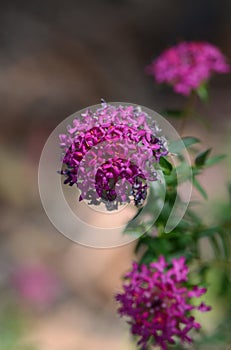 Pink and purple flowers of the Deep Dream cultivar of the Rose Banjine rice flower, Pimelea rosea, family Thymelaeaceae. Endemic