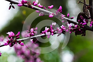 Pink or purple flowers in Garden