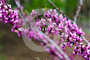 Pink or purple flowers in Garden