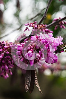 Pink or purple flowers in Garden