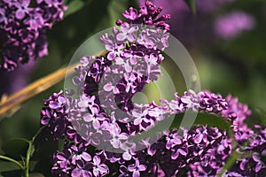 Pink and purple flowers lilacs in the park