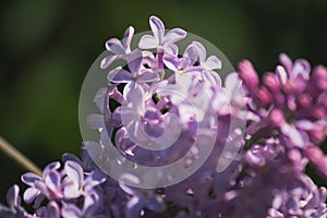 Pink and purple flowers lilacs in the park