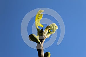 figs and blue sky photo