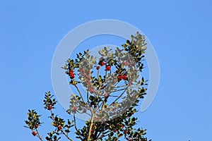 red fruits and blue sky photo