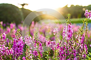 Pink purple flowers in the morning with soft orange sunlight in the winter garden. Refreshing. Purple flowers in the morning with