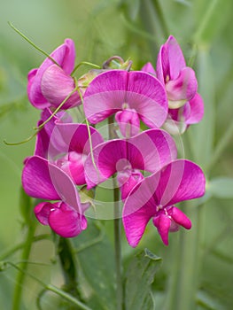 Pink-purple flowers of peas tuberous Latnorus tuberosus L. close-up on a blurred green background.