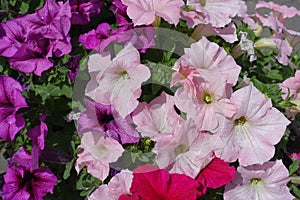 Pink and purple flowers of petunias