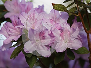 Pink and purple flowers of Rhododendron closeup. Shallow DOF