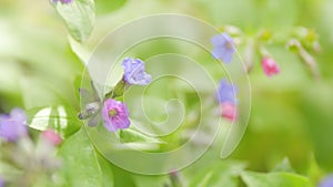 Pink and purple forest flowers of the lungwort, Pulmonaria officinalis. Rack focus.