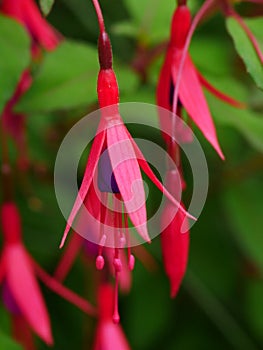 Pink and Purple Fuchsia Flower