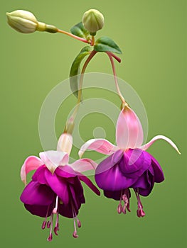 Pink-purple fuchsia flowers