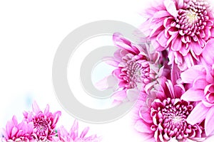 Fuchsia chrysanthemum background frame 3 photo
